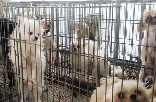 아직 앳된 티를 벗지 못한 말티즈 1마리는 한쪽 눈이 퉁퉁 부은 채 어두운 케이지 안에 웅크린 채 엎어져 있다.