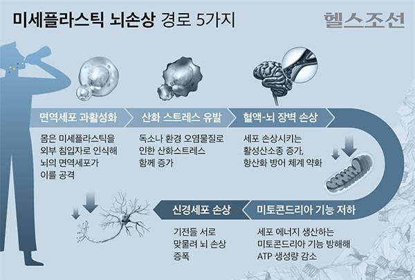 최근 해외 연구팀은 미세플라스틱이 뇌에서 염증과 손상을 유발하는 주요 경로 다섯 가지를 발표했다./그래픽=김민선