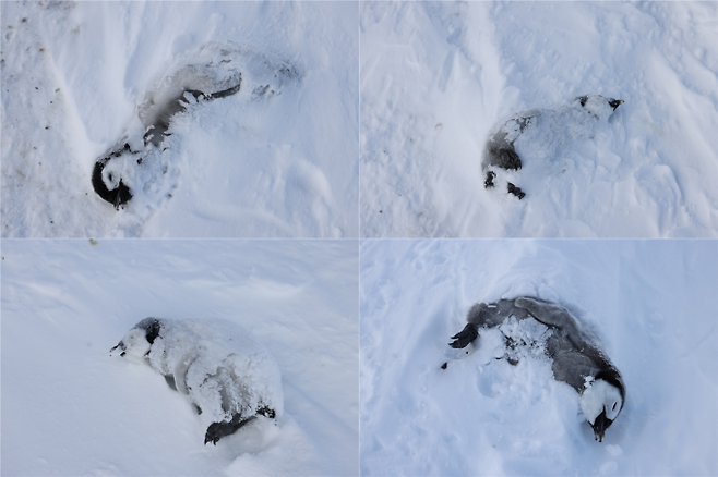 굶어 죽은 것으로 추정되는 남극 쿨먼섬 황제펭귄 번식지의 새끼 펭귄들. 극지연구소 제공