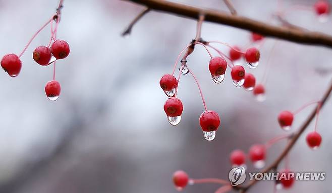 빗방울 머금은 팥배나무 열매 (고양=연합뉴스) 김병만 기자 = 겨울을 재촉하는 비가 내린 27일 경기도 고양시 한 공원에 팥배나무 열매가 빗방울을 머금고 있다. 2025.11.27 kimb01@yna.co.kr