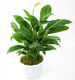 스파티필룸 농업기술포털 ‘농사로’ 누리집