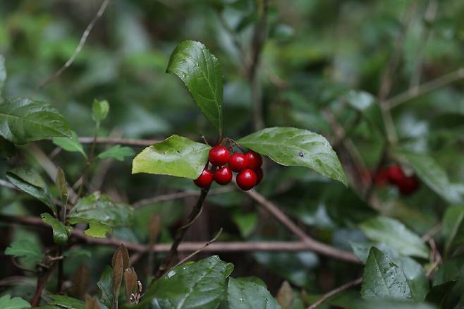 자금우. 산호수와 같은 혈통의 자매 식물로 서로 닮은 점이 많다. 땅을 기듯이 작달막하게 자라고 상록의 잎에 붉은 열매를 앙증맞게 달고 있다. 산호수는 몸 전체에 털이 많아서 자금우와 구분이 된다. 허태임