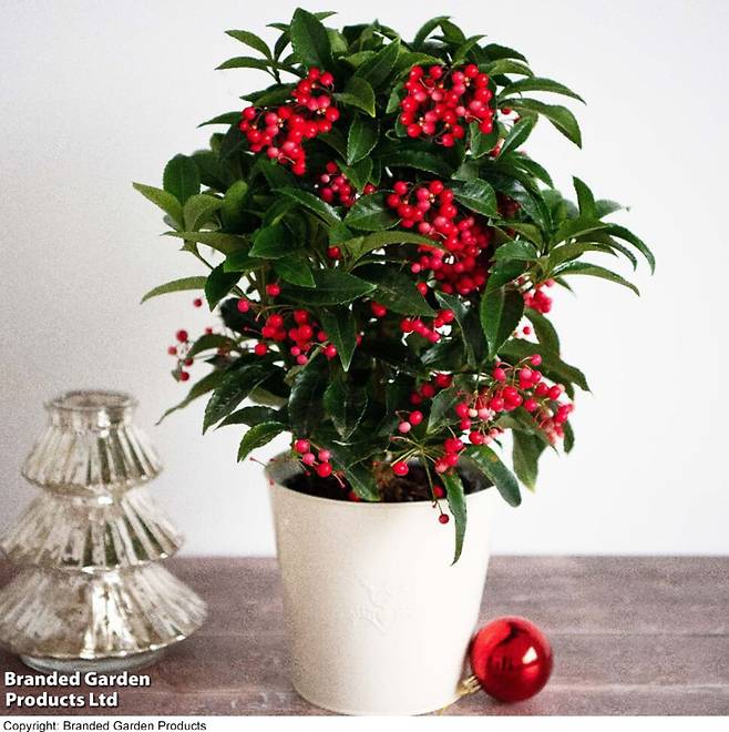 크리스마스 선물로 사랑받는 백량금 화분. 꽃집에서는 백량금 여러 품종을 아울러 만량이라고 한다. 영국 브랜디드 컴퍼니 제공