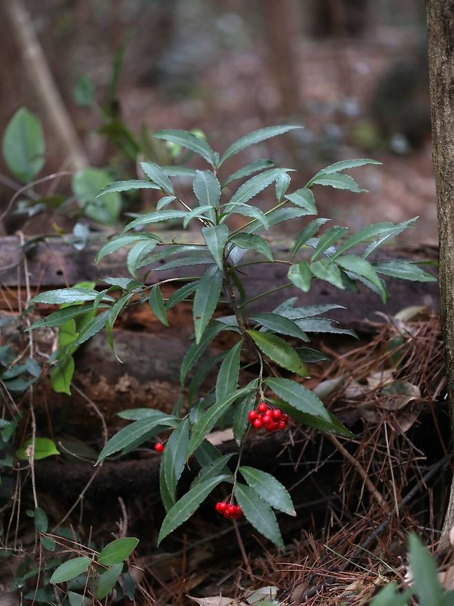 백량금. 제주 곶자왈에서 담았다. 잎에 사는 박테리아균 부르크홀데리아와의 공생 때문에 백량금 잎 가장자리는 박음질한 것처럼 구불구불하다. 허태임