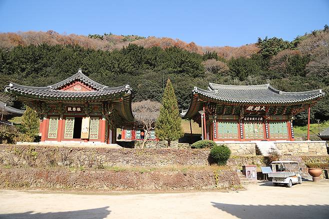대웅전 뒤편 산기슭에는 수령 300-400년을 넘긴 동백나무숲이 철갑을 두른 것처럼 빽빽하게 차 있다.