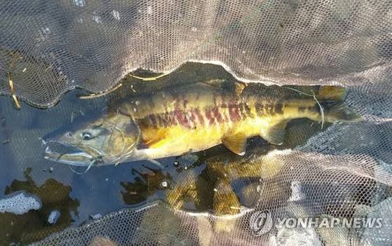 태화강 연어. 연합뉴스