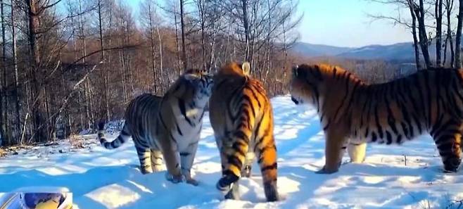 야생 백두산 호랑이는 일반적으로 한 번에 1~4마리의 새끼를 낳는 것으로 알려져 있으며, 다섯 마리를 출산한 사례가 공식적으로 확인된 것은 중국에서 이번이 처음이다. CCTV13