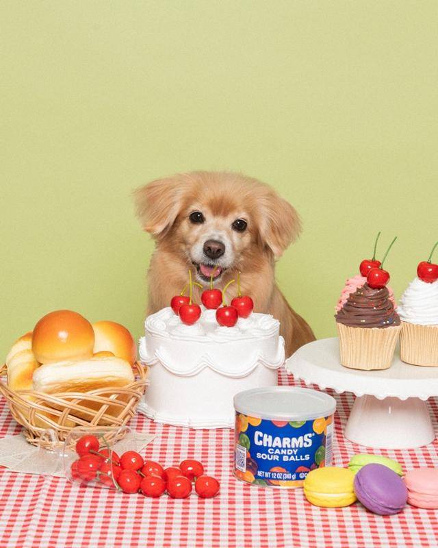 ⭐오늘의 털뭉치 등장⭐ 보호자 제공