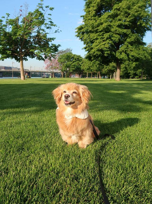 유럽의 폭신폭신 잔디가 마음에 들개 보호자 제공