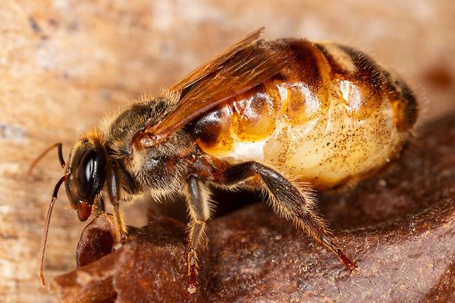 남미 페루 아마존 열대우림에 서식하는 무침벌. 벌 보호단체 ‘비와일드’ 누리집 갈무리