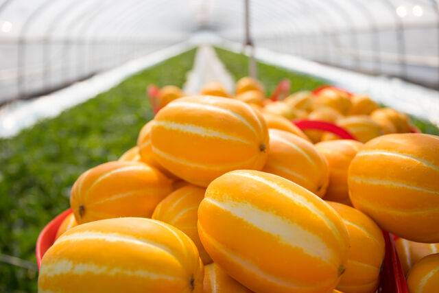 경북도농업기술원이 꼽은 수출에 적합한 참외로는 베타카로틴 참외와 영롱꿀 참외가 있다. 사진은 기사의 특정 사실과 관련 없음. 클립아트코리아