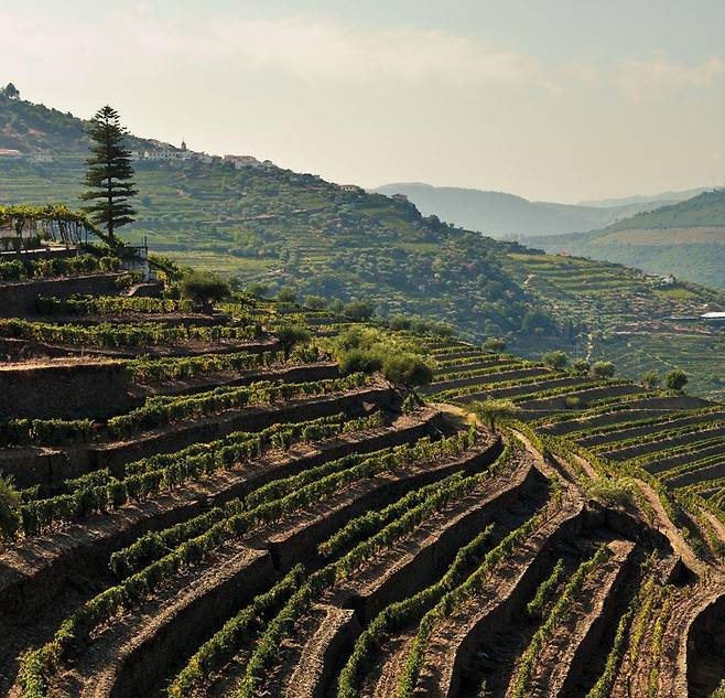 도우루 밸리 급경사 포도밭. 포르투갈와인협회