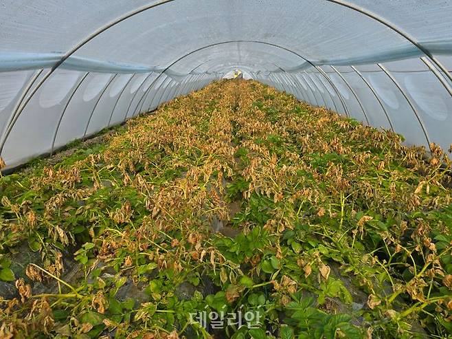 고온피해를 잎은 잎줄기고사. ⓒ농촌진흥청