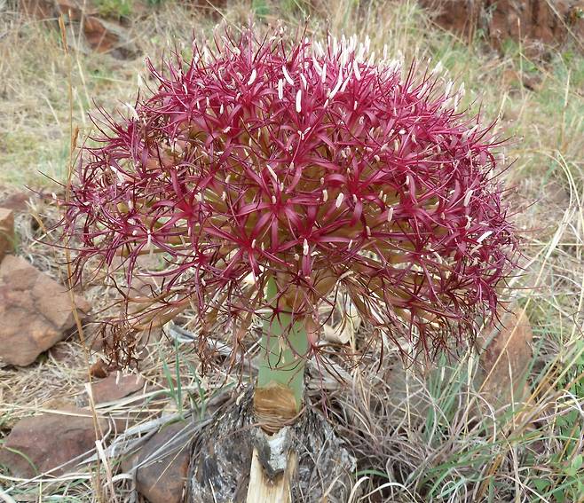 아프리카 남부에 사는 식물인 부폰 디스티카(Boophone disticha). 구근 분비물에 독성 물질이 있다./위키미디어