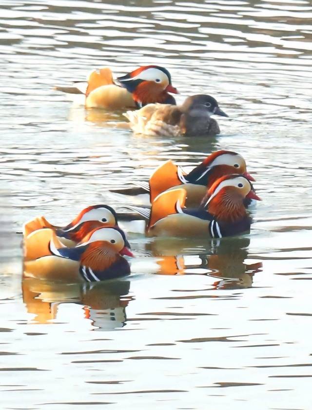 화려한 깃털을 뽐내는 수컷 원앙과 갈색빛을 띠는 암컷 원앙이 청도천의 맑은 물과 어우러져 한 폭의 그림 같은 풍경을 선사하고 있다. 청도군민 박충배씨 제공