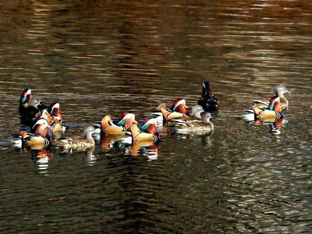 최근 청도천의 풍부한 먹이 자원을 찾아 모여든 원앙 무리가 힘차게 물살을 가르며 유영하고 있다. 청도군민 박충배씨 제공