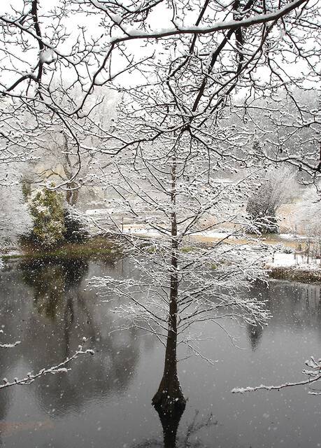 작은연못 한가운데에서 자라는 낙우송. 천리포수목원 제공