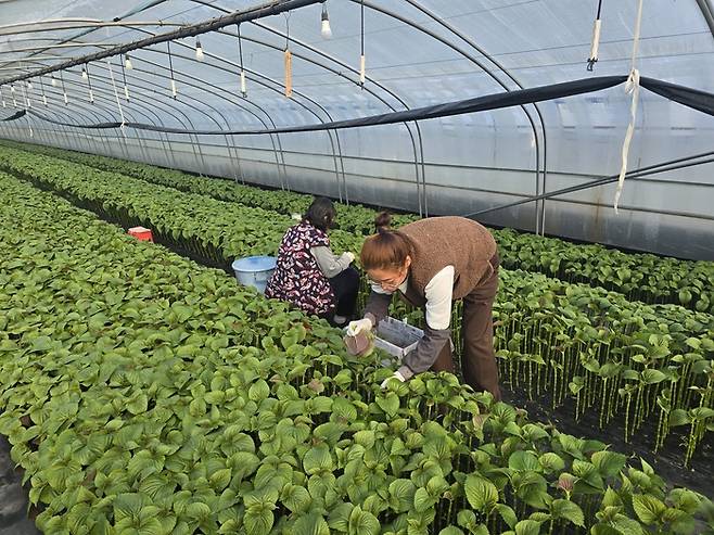 지난 12일 대구 수성구 성동 잎들깨 비닐하우스에서 농민들이 빠른 손놀림으로 잎들깨를 수확하고 있는 모습. 김현목 기자