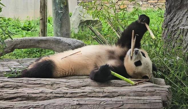 지난 2024년 6월 푸바오가 중국 쓰촨성 워룽 자이언트판다보호연구센터 선수핑기지 야외 방사장에 누워서 먹이를 먹고 있다. 특파원 공동취재단