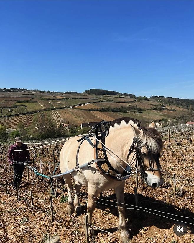 말 쟁기질로 포도밭 관리. 인스타그램