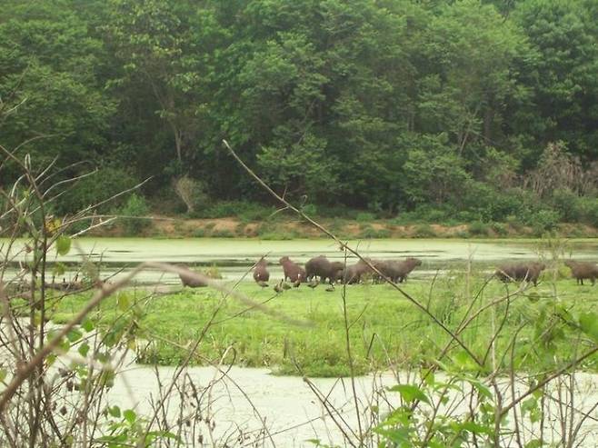 브라질 리우데자에이루 과피아쿠 강 생태 보호 구역의 모습. 생명 다양성이 감소할수록 모기들이 인간을 흡혈하려는 욕구가 강해지고 있다는 연구 결과가 나왔다. 브라질 오스왈도 크루즈 연방 연구소 제공