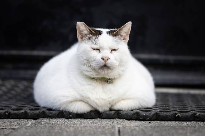 1935년 오스트리아의 물리학자 에르빈 슈뢰딩거는 양자역학 이론을 비판하기 위해 사고 실험인 '상자 속 고양이'를 제시했다. 게티이미지뱅크 제공
