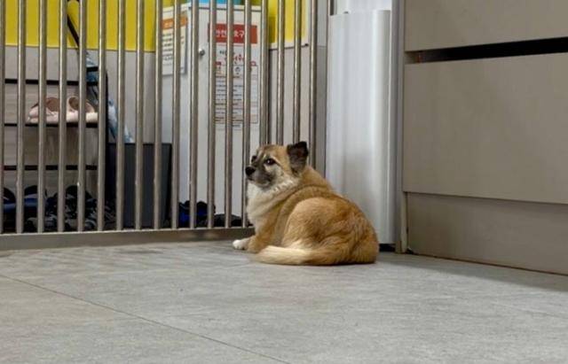 지난 14일 경기 남양주시에 위치한 동물자유연대 보호소 '온센터'에서 만난 개 '단호박'은 다른 개들과 달리 사람에게 먼저 다가오지 않았다. 동그람이 정진욱