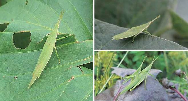 방아깨비와 닮은 섬서구메뚜기. 방아깨비보다 작고 통통하고 뒷다리도 짧다. 작물에 피해를 주는 해충으로 분류된다. 사진 경기도농업기술원