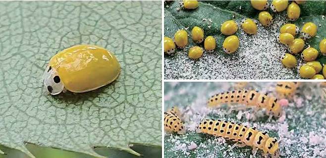 ‘농경지에서 만나는 곤충들'에 소개된 노랑 무당벌레. 사진 경기도농업기술원경기도농업기술원