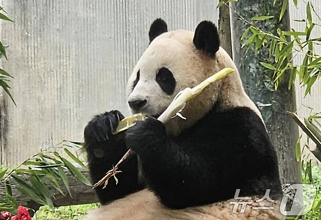 12일(현지시간) 중국 쓰촨성 워룽 선수핑 기지에서 자이언트 판다 푸바오가 일반에 공개되고 있다. 2024.6.12/뉴스1 ⓒ News1 정은지 특파원