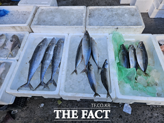 노르웨이산 고등어는 노르웨이 정부가 어획량 쿼터를 지속 감축하고 환율이 급등하면서 가격이 크게 상승했다. 한국농수산식품유통공사(aT)에 따르면 지난달 수입산 고등어(염장) 1손(두 마리) 소매가격은 1만639원으로 전년 동기(8681원) 대비 23% 상승했다. /김명주