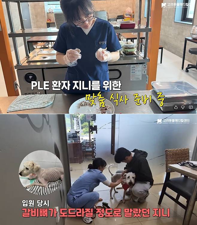 맞춤형 식단을 통해 상태가 호전된 반려견 사례(고려동물메디컬센터 유튜브 갈무리) ⓒ 뉴스1