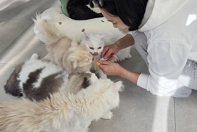 28일 서울 용산구 나비야사랑해 보호소에서 유주연 나비야사랑해 대표가 보호 고양이들에게 어반포즈의 신제품 스틱형 영양제 '닥터헤리엇 가스트로'를 먹이고 있다. ⓒ 뉴스1