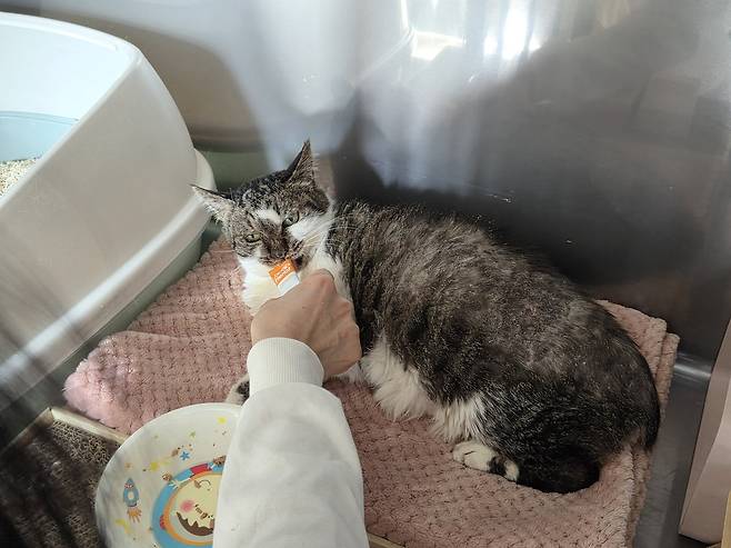 나비야사랑해에서 보호 중인 고양이가 닥터헤리엇 영양제를 받아먹고 있다. ⓒ 뉴스1 한송아 기자