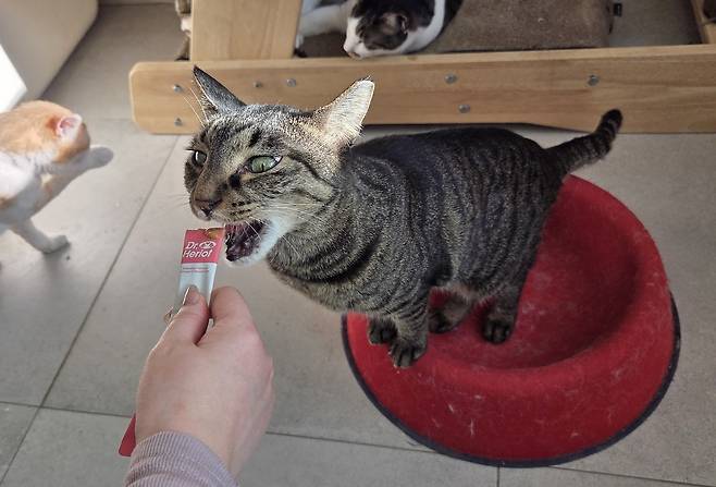 스틱형 영양제(보조제)를 맛 보는 고양이 ⓒ 뉴스1 한송아 기자