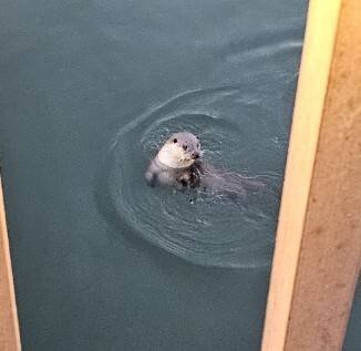 반월호수에서 발견된 수달 모습