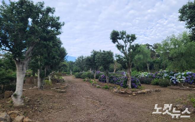 2023년 7월 취재진이 살펴본 서귀포시 유명 관광지 불법 산림훼손 현장. 이창준 기자