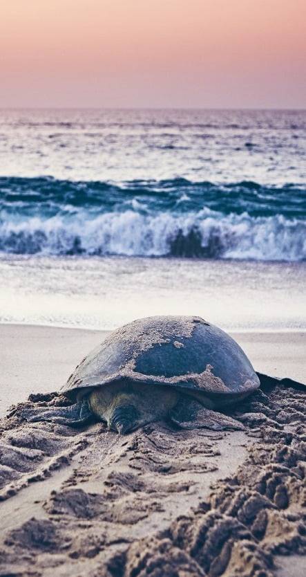 라스 알 진즈 해변에 알을 낳은 어미 거북이가 산란 후 해가 뜨기 전 바다로 되돌아가고 있다. 아래의 작은 사진은 적외선으로 관찰한 새끼 거북이의 모습. /GettyImagesBank·정소람 기자