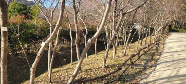 종자목으로 배양 중인 춘추벚꽃