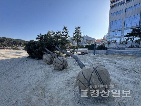 ▲ 해변산책로 조성공사가 진행 중인 울산 동구 일산해수욕장 백사장에서 소나무들이 뿌리째 뽑힌 채 이설을 앞두고 있다. 일부 소나무는 흙으로 뿌리를 감싼 채 묶여 있고 주변에는 공사용 자재와 장비가 놓여 있다.