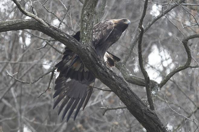 성가시게 굴던 까마귀가 제풀에 꺽여 떠나자 검독수리는 여유롭게 기지개를 켠다.