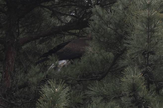 은밀히 소나무 잎 사이에 몸을 숨긴 검독수리.
