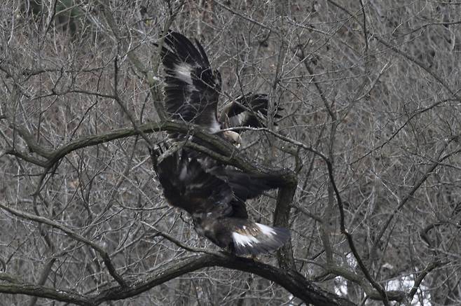 어미 검독수리가 자리를 비켜 주며 새끼에게 자리를 내준다.