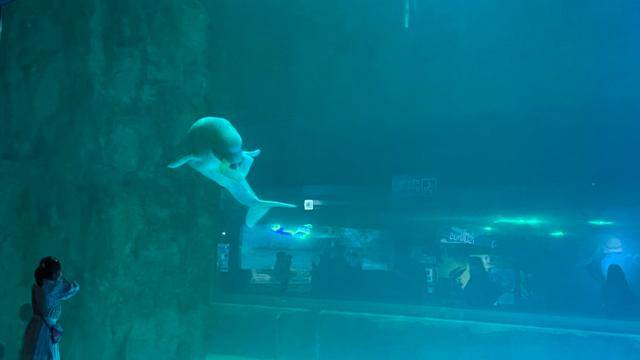 현재 롯데월드 아쿠아리움에서 전시 중인 벨루가 '벨라'. 현재 고래류 동물을 동물원수족관에서 전시할 수 없는 가운데, 수족관에 있는 벨루가들은 수족관이 전시를 포기하려 해도 이들을 내보낼 야생의 바다쉼터가 없어서 문제다. 동그람이 정진욱