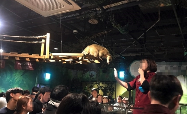 경기도의 한 실내동물원에서 코아티가 전시된 모습. 이곳에서 전시되던 코아티 세 마리 중 한 마리가 폐사한 뒤, 결핵 양성 판정을 받았다. 동물복지문제연구소 어웨어 제공