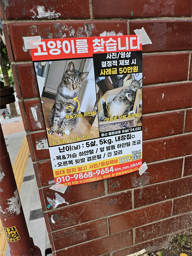 고양이 난이의 보호자인 김모씨(37)가 서울 용산구 일대에 붙인 ‘고양이를 찾습니다’ 전단. 김씨 제공