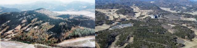 ▲ 1996년 대형 산불로 황폐해졌던 고성군 죽왕면의 한 야산(왼쪽)이 30년이 지난 2026년 1월 나무가 빼곡히 들어차며 화마의 상처를 회복한 모습을 보이고 있다. 방도겸 기자