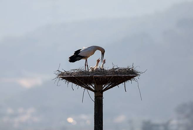 예산황새공원 인근의 둥지탑에 있는 황새 가족. ⓒ곽노충 제공