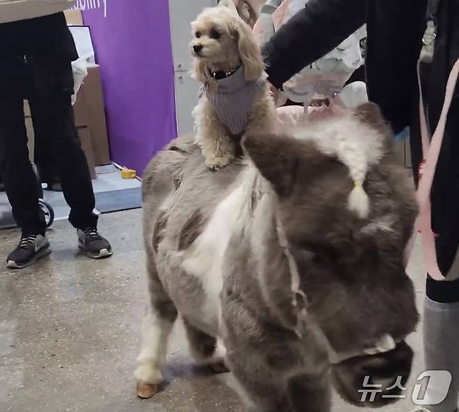 반려마 월리(월리테라피 제공) ⓒ 뉴스1