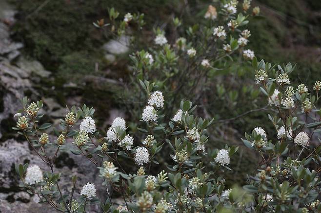 산불이 나기 전에 찍은 꼬리진달래.ⓒ허태임 제공